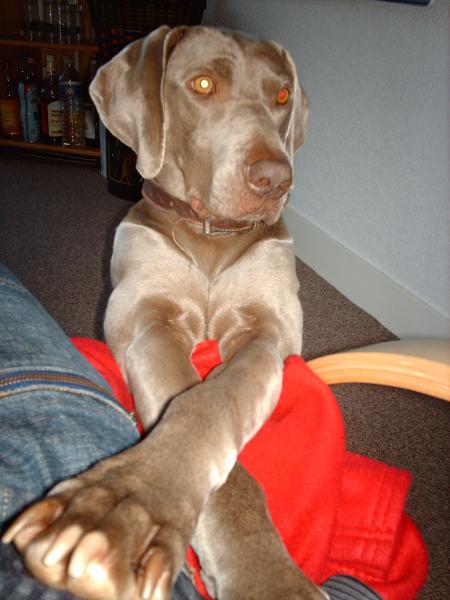 Mon tit chien...
