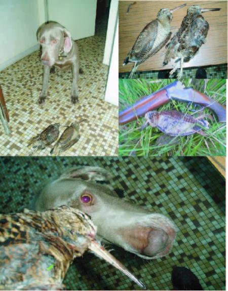 La b&eacute;casse ! Oiseau magique !
